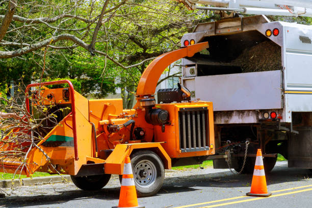 How Our Tree Care Process Works  in Mount Airy, GA